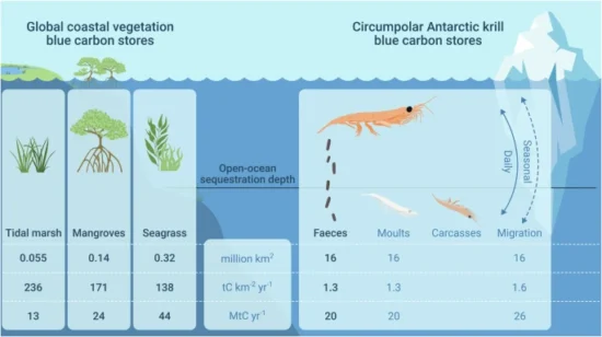 Antarctic krill sequester similar amounts of carbon to key coastal blue carbon habitats