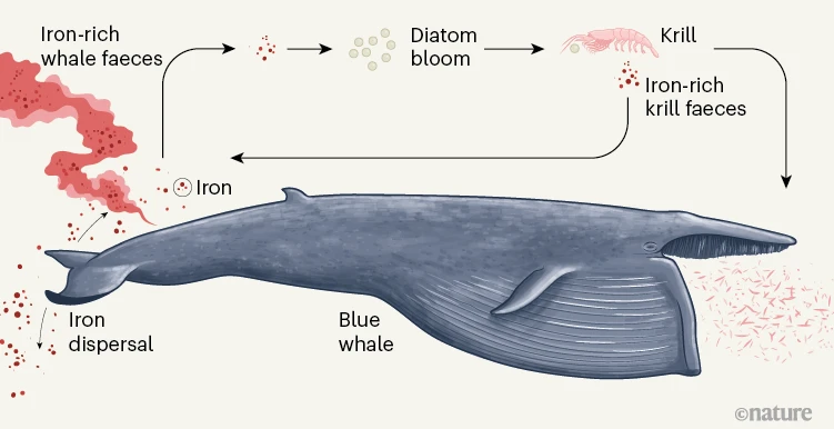 A whale of an appetite revealed by analysis of prey consumption