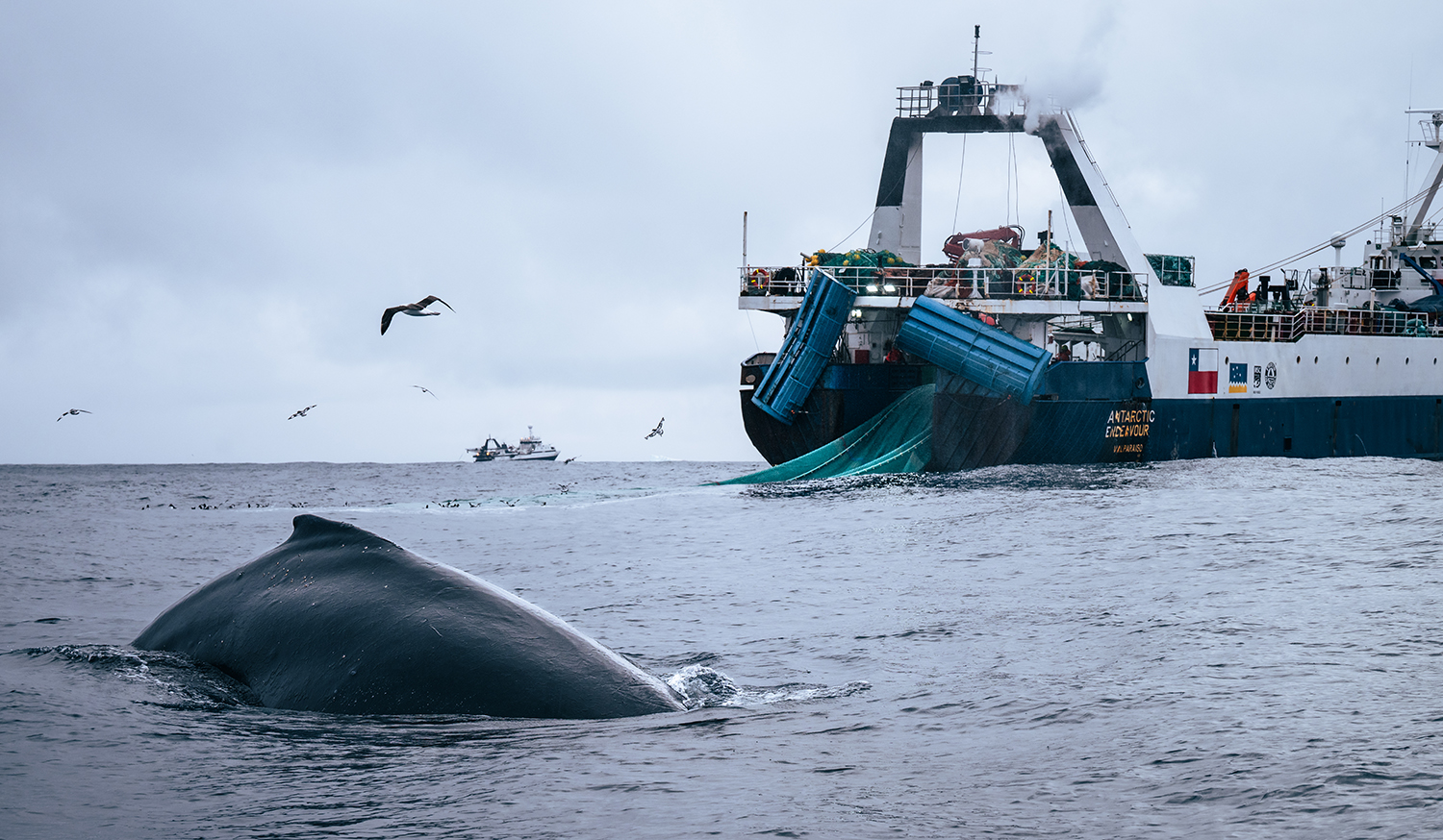 Krill harvesting threatens whale recovery