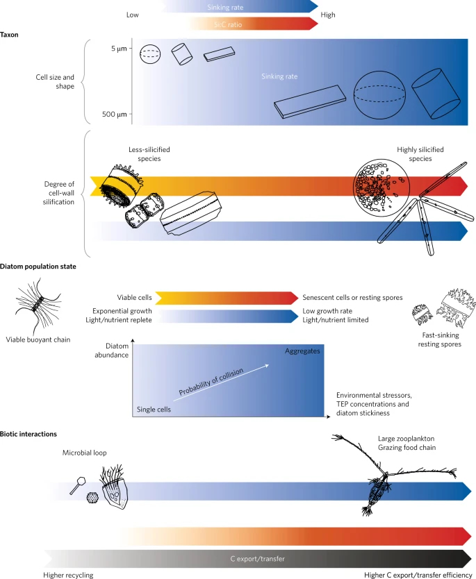 Influence of diatom diversity on the ocean biological carbon pump