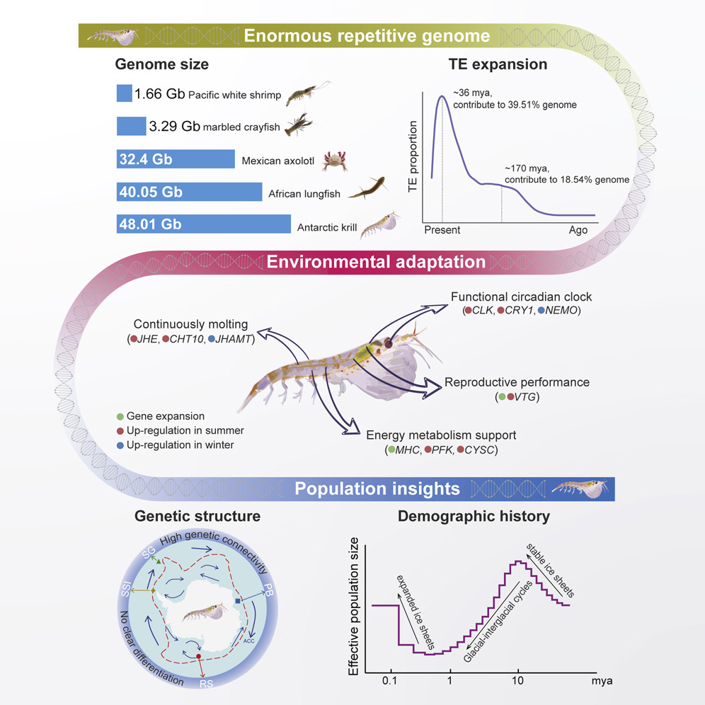 The enormous repetitive Antarctic krill genome reveals environmental adaptations and population insights