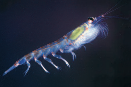 Are declining Antarctic krill stocks a result of global warming or of the decimation of the whales?