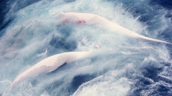 The Enormous Hole That Whaling Left Behind