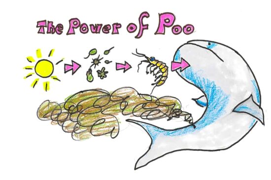 The Power Of Poop: A Whale Story