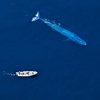 Why whales matter (BBC short podcast)