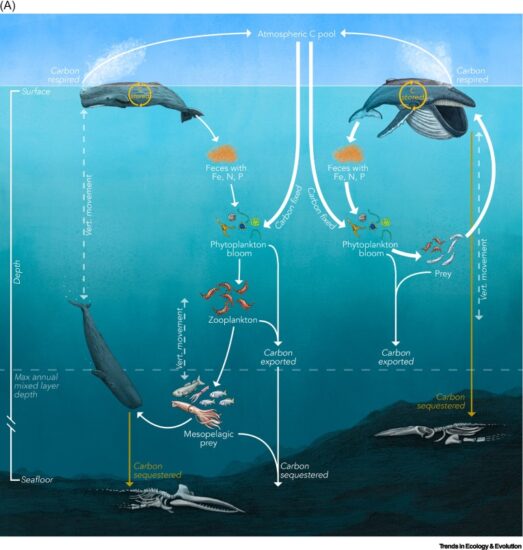 Whales in the carbon cycle: can recovery remove carbon dioxide?