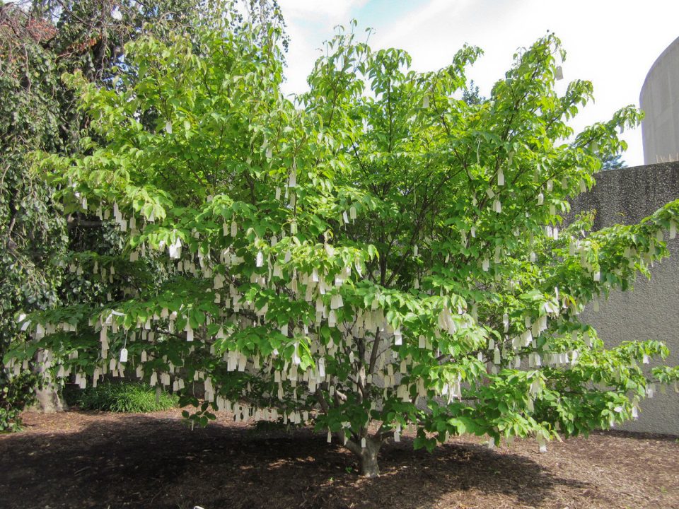 Yoko Ono - Wish Tree