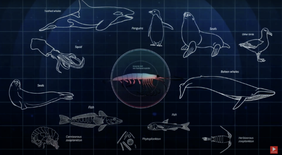 Antarctic Krill: Powerhouse of the Southern Ocean - WWF short video