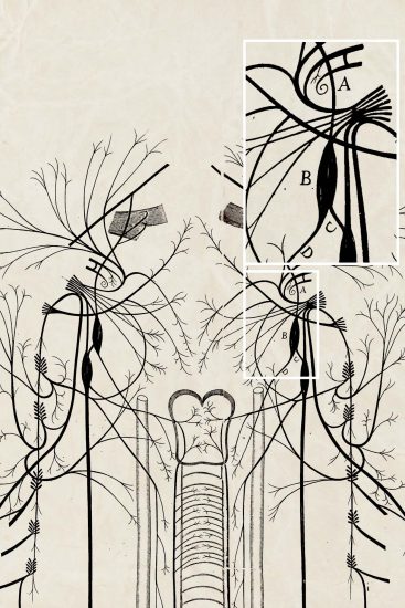 Figure 1.11 Intercostal nerves (detail), 17th century. Unknown engraver, engraving Intercostal nerves, engraving detail. Willis visualized the nerves as a living, rooted entities in constant proliferation. Inset: enlargement of the improvised rendering of the intercostal nerves labeled A, B, C, D. From Thomas Willis (1621–1675), Cerebri Anatome, 1663, 435, table 10