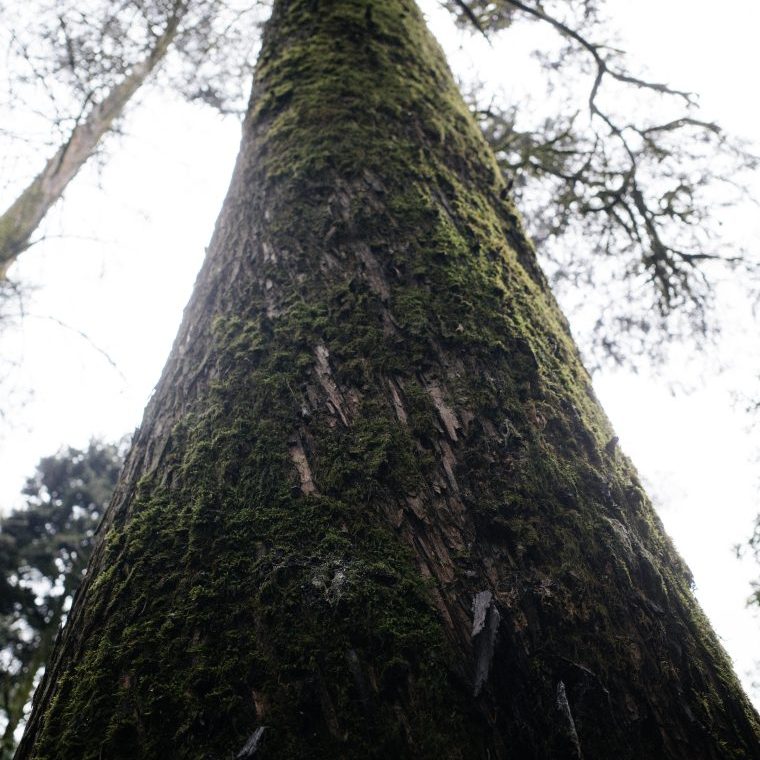 Redwood Tree - Oakland